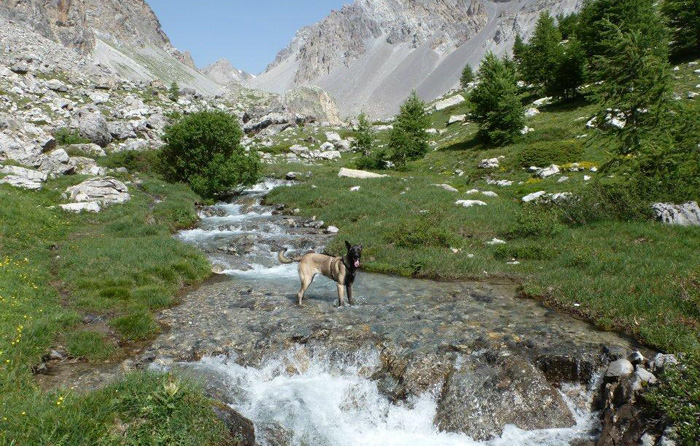 rencontres promenades chiens