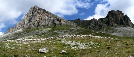 Moutons à la descente du col de Bellino