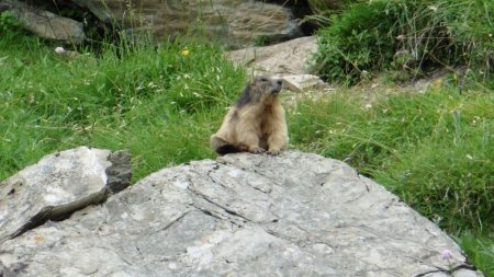 Une première marmotte
