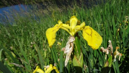 Iris des marais.