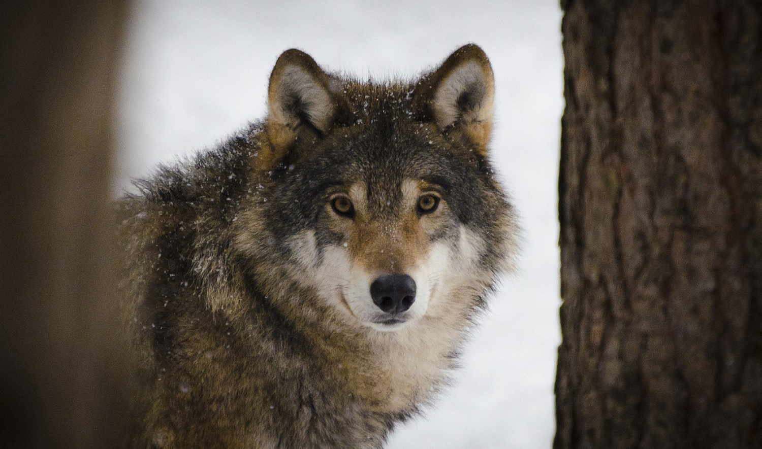 Le loup bientôt moins protégé en Europe ?