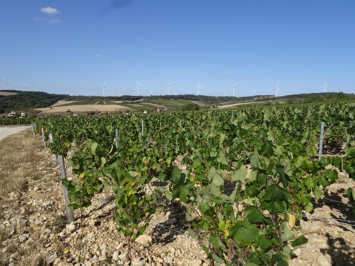 Le Vignoble De Chitry Randonnee Morvan