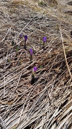 Crocus