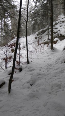 Cheminement dans la forêt