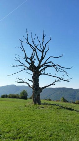 Un bel arbre mort