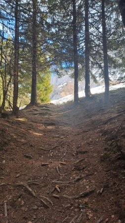 Sortie de la forêt 