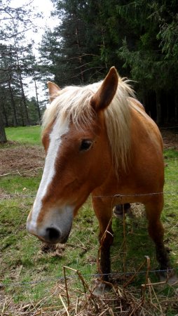 ...la belle blonde.