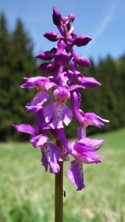 Orchis mâle