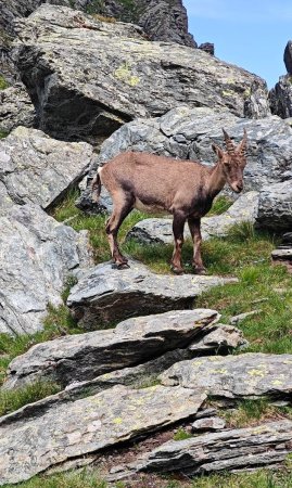 Jeune bouquetin au Porta del Villano