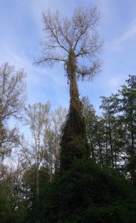 Arbre étrange