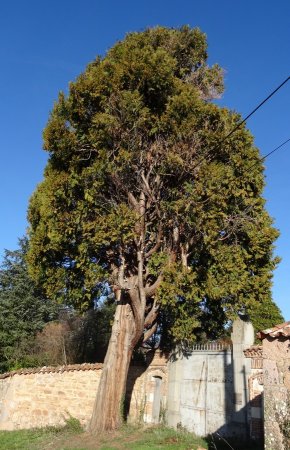 Cyprès devant le domaine de la Neylière.