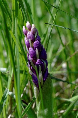 Orchis mascula