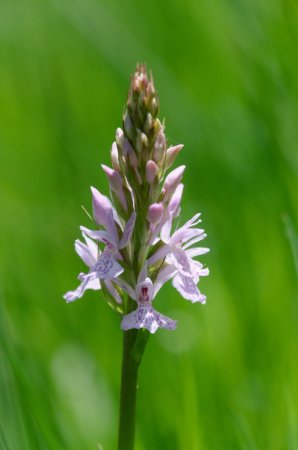 Orchis tacheté