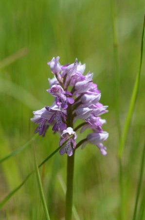 Orchis militaire