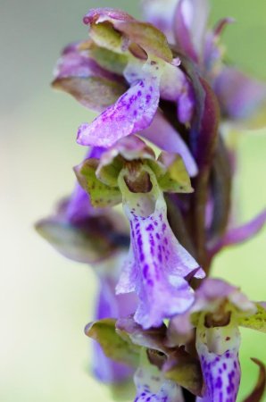 Le superbe Orchis de Spitzel