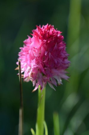 Nigritelle rose (Gymnadenia nigra subsp. corneliana)