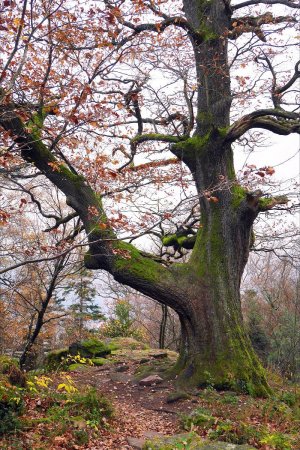 Battert Eiche : ce chêne est l’un des plus vieux arbres de la ville (600 ans !).