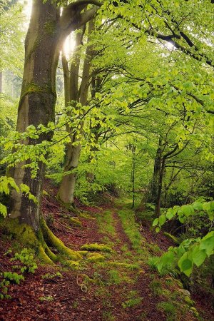 Sentier forestier pour monter à Hohlenstein.