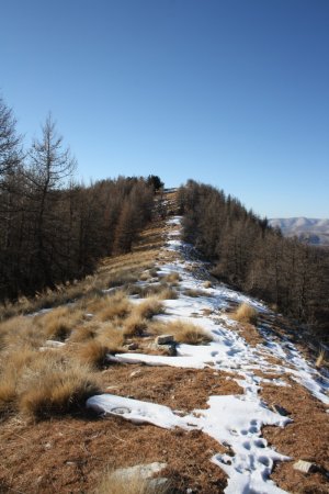 La superbe allée sur la crête entre les mélèzes