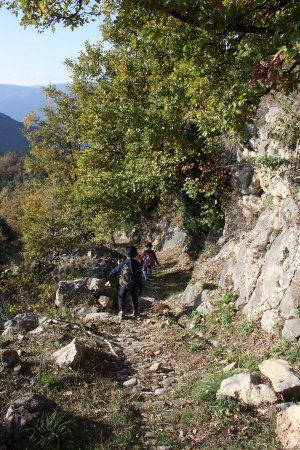 Le sentier bordé de chênes