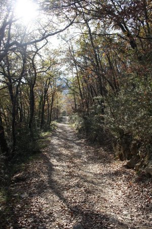 Vers le Collet, on croise une portion de piste forestière