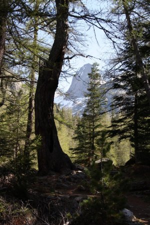 La Cougourde à travers les arbres