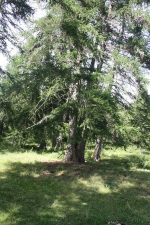 Le bois de l’Issart, peuplé de mélèzes vénérables