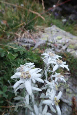 Edelweiss