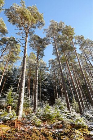 Montée au Wiedenberg via un joli sentier dans les pins sylvestres.