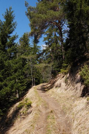 Sentier dans le bois des Bochères.