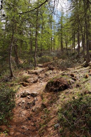 Montée dans le bois de la Laye.