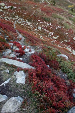 myrtilliers sur le chemin de retour