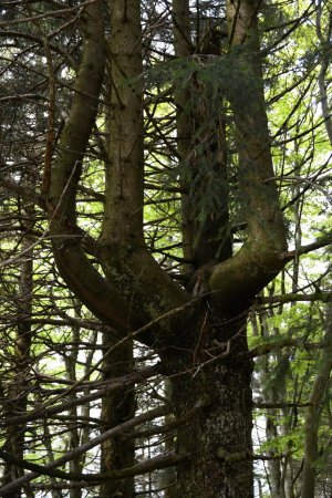 une division de tronc assez singulière