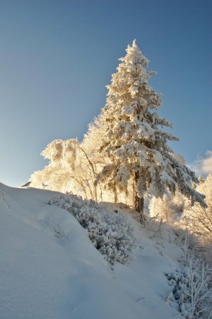 Sapin des neiges