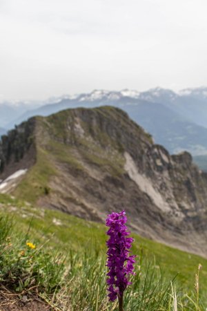 Une orchidée