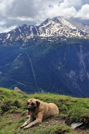 Chien gentil au niveau du Mont