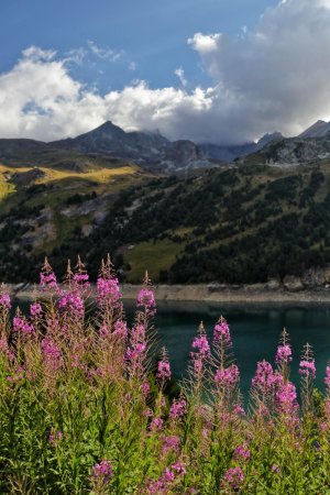 Epilobes et Dent Parrachée 