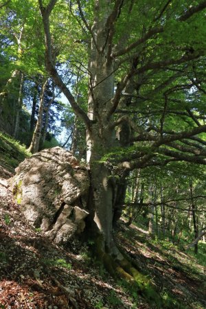 Fin en forêt