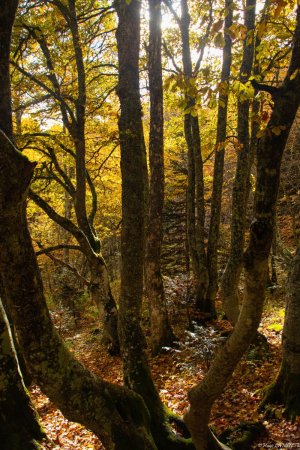 En forêt