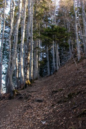 Montée en forêt