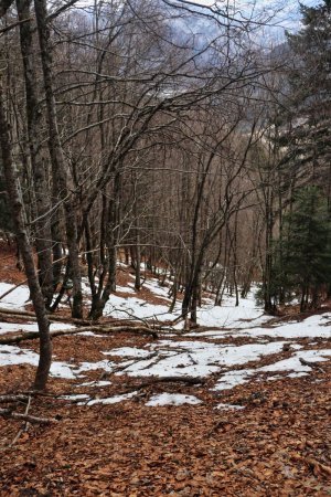 Montée en forêt