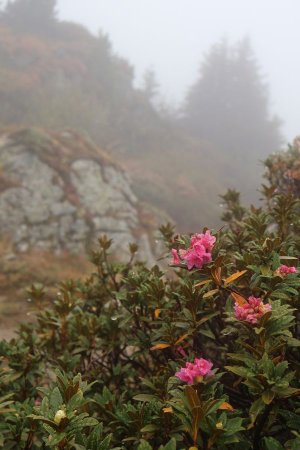 En fleurs un 15 Octobre