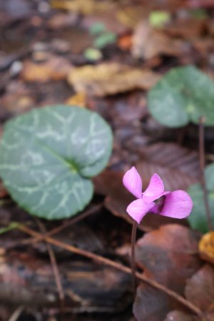 Cyclamen