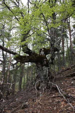 De très beaux et vieux arbres