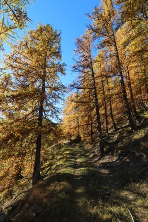 Montée par un joli bois de mélèzes.