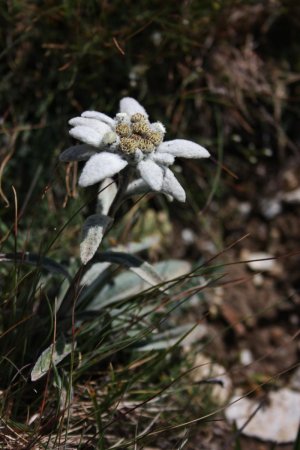 Edelweiss