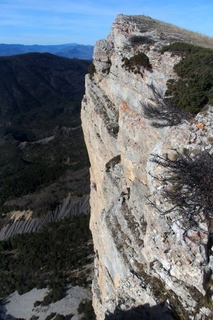 L’une des antécimes