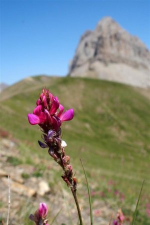 Sainfoin montagnard (Onobrychis montana)