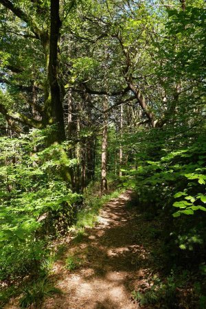 Sur le sentier forestier du Fußweg.