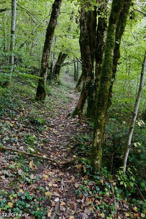 Sentier en forêt